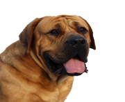 Dog Face PNG Image transparent