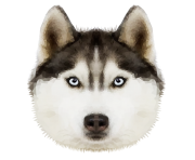 Husky PNG Transparent Image