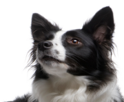 Border Collie Transparent PNG