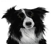 Border Collie PNG Image