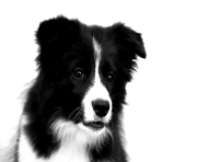 Border Collie PNG Photos