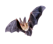 4 2 halloween bat png clipart