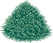 real christmas fir tree png image