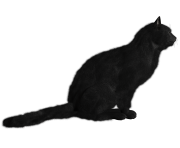 24 cat png image