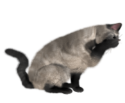 36 cat png image