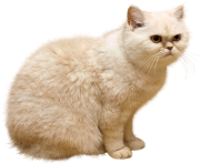 cat png 15