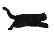 13 cat png image