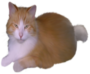 Cat PNG Clipart