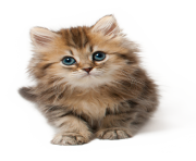 cat png 9