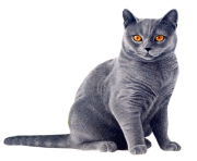 cat png 14