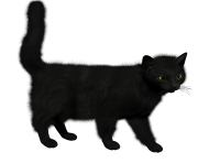 31 cat png image