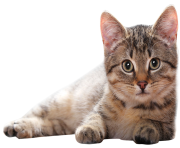 cute lying cat png