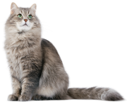 Cat Png Hd cute