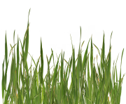 grass png 2 green