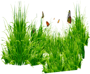 grass png 20 green