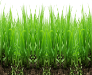 grass png 43 green