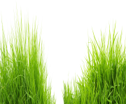 grass png 30 green