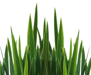 grass png 21