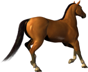 Animal Horse Png Transparent 2