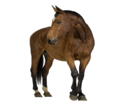 Animal Horse Png Transparent 8