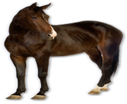 black horse png animal 12