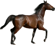 black horse png animal 6