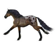 Animal Horse Png Transparent 3