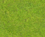 natural grass png top view