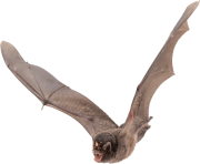 realistic bat png 9