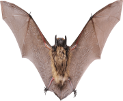 realistic bat png 10