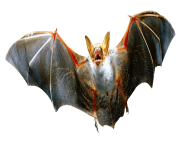 realistic bat png 16