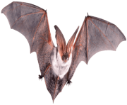 realistic bat png 17