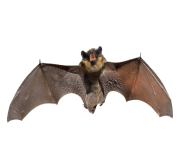 realistic bat png 2